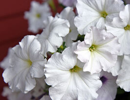 Петунія Легка хвиля F1 Біла (Easy Wave F1 White)купити