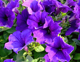 Петуния Легкая волна F1 Голубая купить