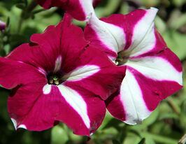 Петуния Легкая волна F1 Бордовая звезда купить