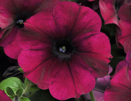 Петуния Легкая волна F1 Бордовый велюр купить