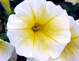 Петунія Легка хвиля F1 Жовта купить