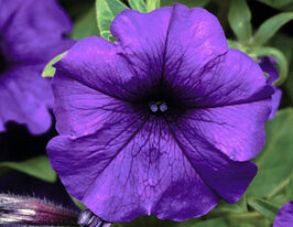 Петуния Легкая волна F1 Комбинированный синий купить