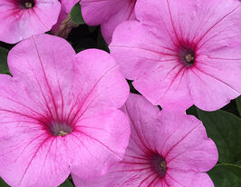 Петуния Легкая волна F1 Розовая страсть купить