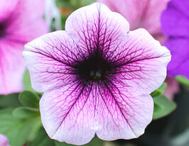 Петуния Легкая волна F1 Сливовая жилка купить