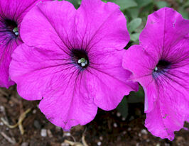 Петуния Легкая волна F1 Фиолетовый император купить