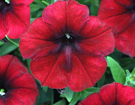 Петунія Легка хвиля F1 Червоний велюр (Easy Wave F1 Red Velour)купити