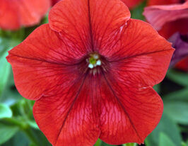 Петуния Легкая волна F1 Красный император купить