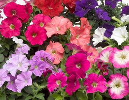 Петуния мультифлора Пикобелла F1 смесь купить