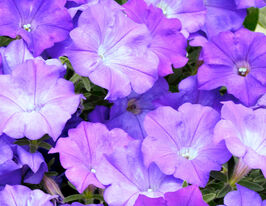 Петуния Ударная волна Джинсовая купить
