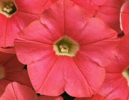 Петуния Ударная волна Коралловая купить