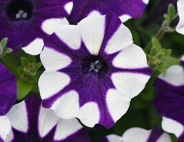 Петуния Ударная волна Тай дай купить