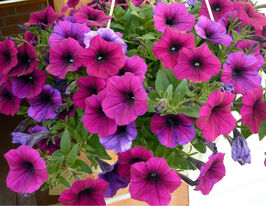 Петуния Ударная волна Темно-фиолетовая купить