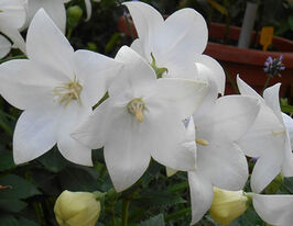 Платікодон Астра F1 Білий (Astra F1 Blue)купити