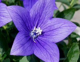 Платікодон Астра F1 Синій (Astra F1 Blue)купити