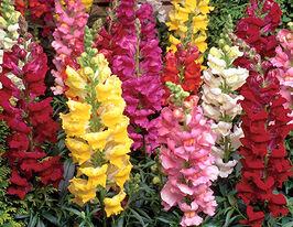 Львиный зев высокорослая Соннет F1 смесь купить