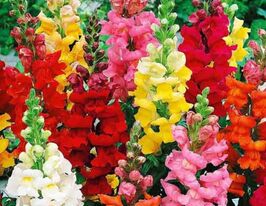 Львиный зев низкорослая Шапшот F1 смесь купить