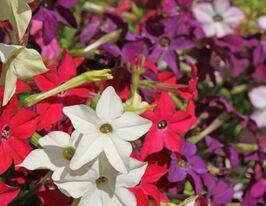 Табак дум'яний Куба F1 суміш (Cuba F1 Mix)купити