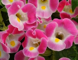 Торенія Кауаї Пурпурова (Kauai Magenta)купити