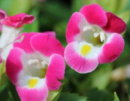 Торенія Кауаї Рожева (Kauai Rose)купити