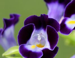 Торенія Кауаї Темно-синя (Kauai Deep Blue)купити