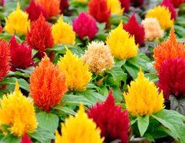 Целозія Поттер суміш (Potter Mix)купити