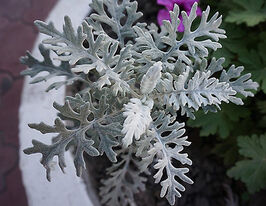 Розсада Цинерарія Сільвер Даст (Silver Dust)купити