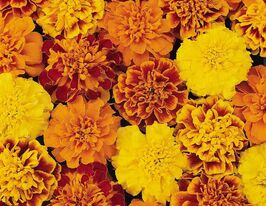 Чорнобривці Бонанза суміш (Bonanza Mix)купити