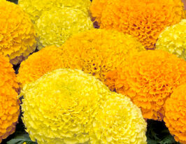 Бархатцы Тайшань смесь (Taishan Mix) купить