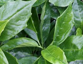 Аукуба японська (Aucuba japonica)купити