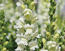 Львиный зев низкорослый Шапшот F1 Белый купить