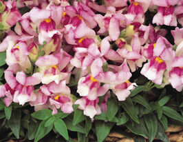 Львиный зев низкорослый Шапшот F1 Плюмблоссом купить