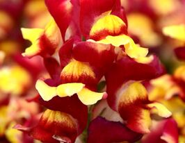 Ротики низькорослі Шапшот F1 Червоний біколоркупити