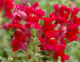 Львиный зев низкорослый Шапшот F1 Красный купить