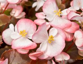 Бегония Джувель F1 Биколор купить