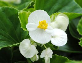 Бегония Джувель F1 Белая купить