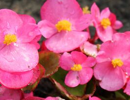 Бегония Джувель F1 Роуз купить