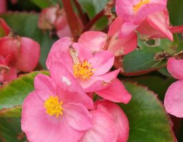 Розсада Бегонія Джувель F1 Світло-рожевакупити