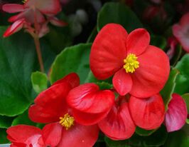 Бегония Джувель F1 Скарлет купить