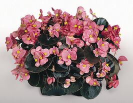 Розсада Бегонія Нью Глоуб F1 Роузкупити