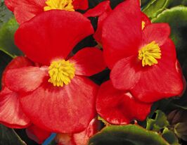 Бегония Нью Глоуб F1 Скарлет купить