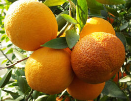 Апельсин Фрагола (Citrus sinensis Fragola)купити