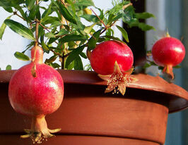 Гранат (Punica) купить