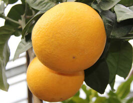 Грейпфрут Стар Рубі (Cіtrus paradіsi Star Ruby)купити