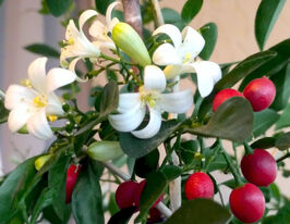 Муррайя метельчаста (Murraya paniculata)купити