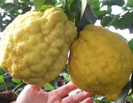 Цитрон Шишкан (Citrus medica)купити