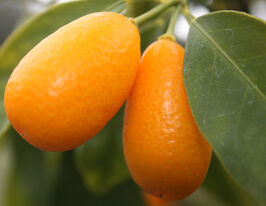 Цитрус Кумкват (Kumquat)купити