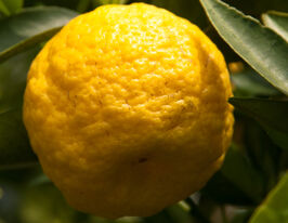 Цитрус Ліметта Пурша (Citrus limetta Pursha)купити