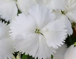 Гвоздика китайська Коронет F1 Білакупити