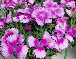 Гвоздика китайська Коронет F1 Лавандове пікотікупити