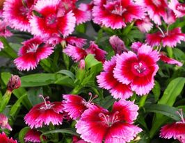 Гвоздика китайська Коронет F1 Распберрікупити